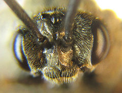 Sterictiphora geminata