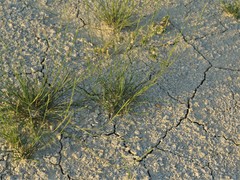 Sporobolus neglectus
