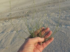 Sporobolus neglectus