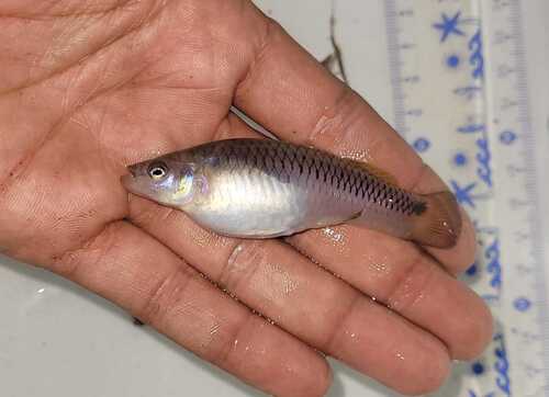 Oblique livebearer (Pseudoxiphophorus obliquus) — Poeciliidae