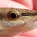 Eastern Blacknose Dace - Photo (c) Sequoia Janirella Wrens, some rights reserved (CC BY-NC), uploaded by Sequoia Janirella Wrens