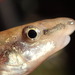 Longnose Dace - Photo (c) Sequoia Janirella Wrens, some rights reserved (CC BY-NC), uploaded by Sequoia Janirella Wrens