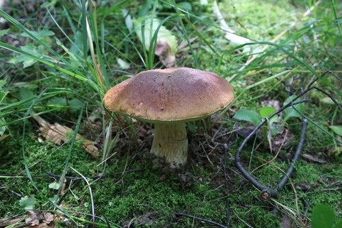 Наблюдение на iNaturalist
