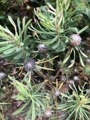 Leucadendron