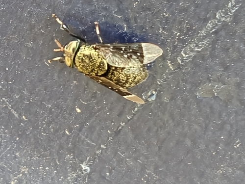 Lepiselaga crassipes photo 3