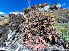 Potentilla eriocarpa