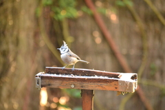 Lophophanes cristatus
