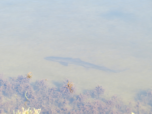 Mustelus californicus