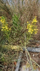 Dittrichia viscosa angustifolia