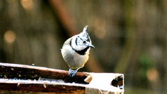 Lophophanes cristatus