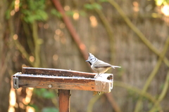 Lophophanes cristatus