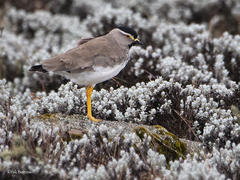 Vanellus melanocephalus