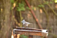 Lophophanes cristatus