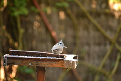 Lophophanes cristatus