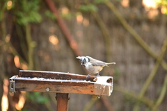 Lophophanes cristatus