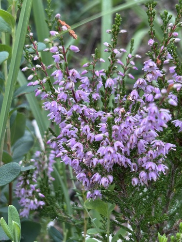 common heather