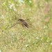 Sapphire-striped Mosquito - Photo (c) Jason M Crockwell, some rights reserved (CC BY-NC-ND), uploaded by Jason M Crockwell
