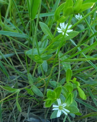 Stellaria humifusa