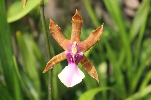 Clowes' Miltonia