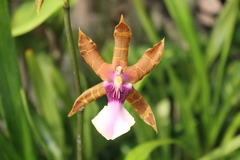 Miltonia clowesii