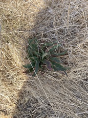 Limonium californicum