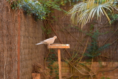 Streptopelia decaocto