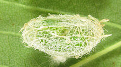 Sterictiphora geminata