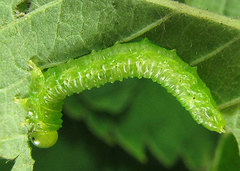 Sterictiphora geminata