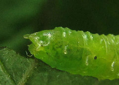 Sterictiphora geminata