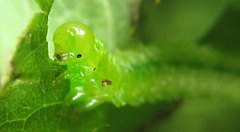 Sterictiphora geminata