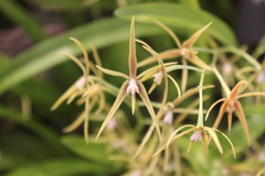 Encyclia rhynchophora