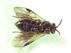 Sterictiphora geminata