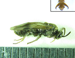 Sterictiphora geminata