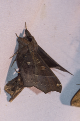 Amphigonia hepatizans