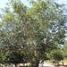 Ficus padifolia - Photo (c) Francisco Farriols Sarabia, some rights reserved (CC BY), uploaded by Francisco Farriols Sarabia