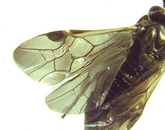 Sterictiphora geminata