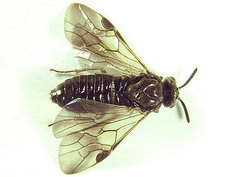 Sterictiphora geminata