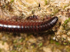 Ptyoiulus impressus
