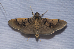 Omiodes surrectalis