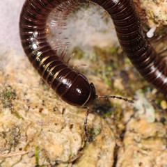 Ptyoiulus impressus
