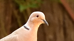 Streptopelia decaocto