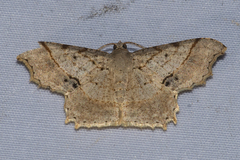 Calletaera subexpressa