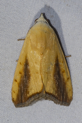 Xanthodes intersepta