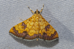 Isocentris filalis