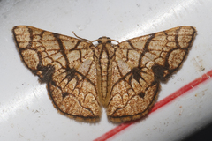 Heterostegane subtessellata
