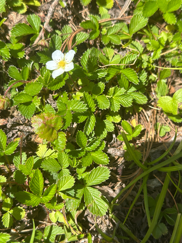Fragaria nipponica, photograph 1