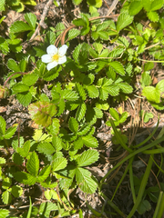 Fragaria nipponica
