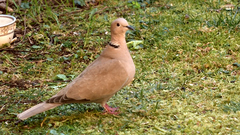 Streptopelia decaocto