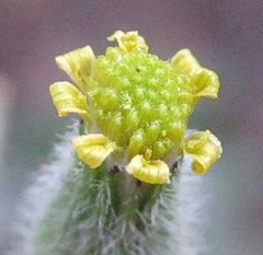 Senecio