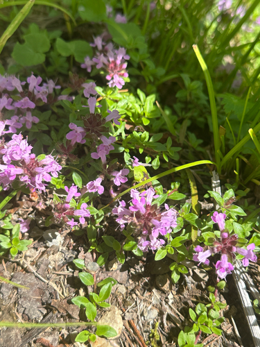 Thymus quinquecostatus, photograph 3